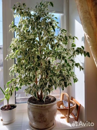 Фикус бенджамина большой белый