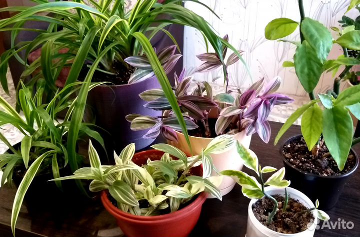 Комнатные растения цветы