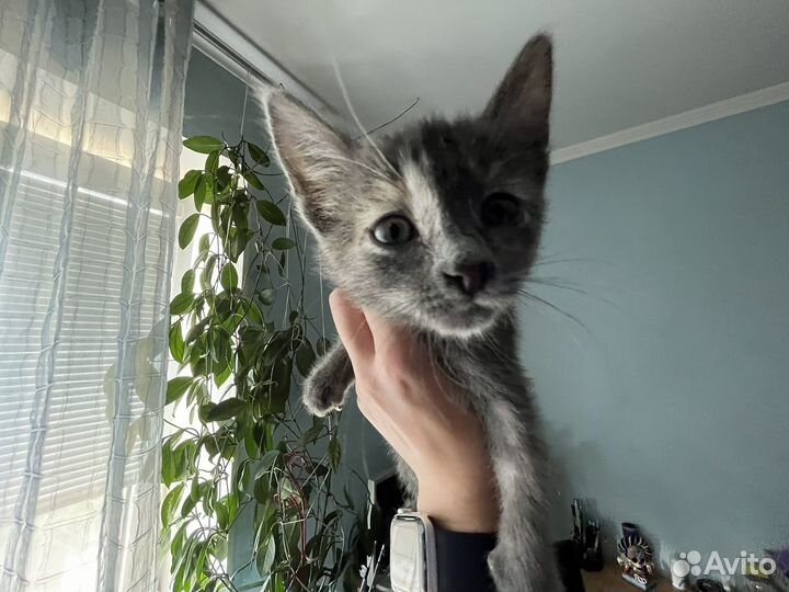 Котенок девочка Удача