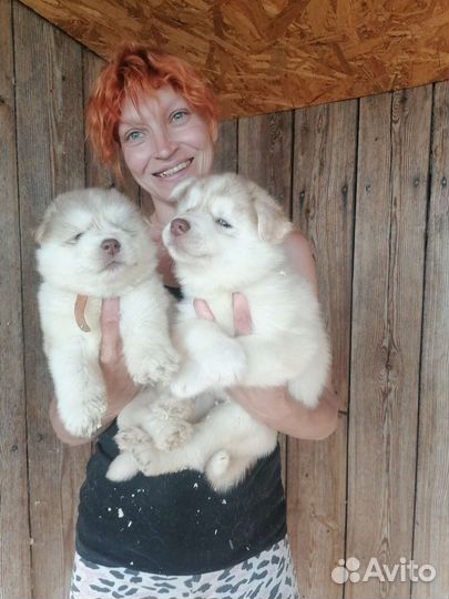 Щенки хаски