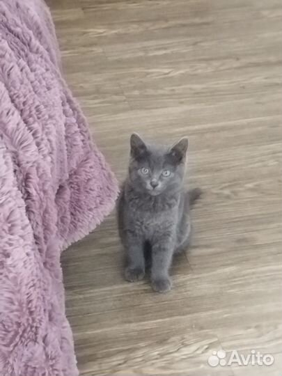 Котенок ищут дом