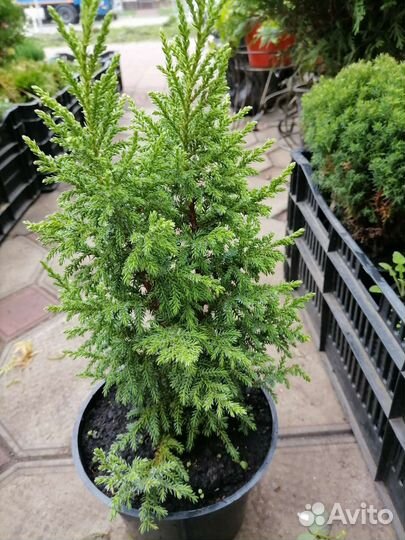 Хвойные растения. Туи. Можевельник. Елка