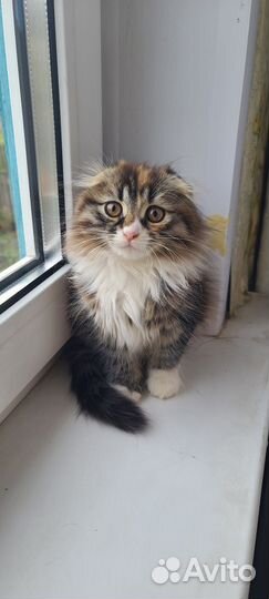 Передержка животных, зоогостиница