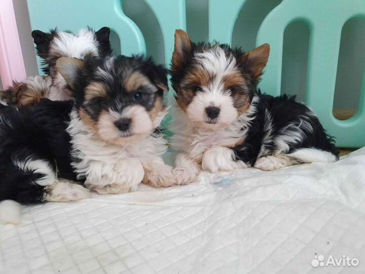 Бивер девчата