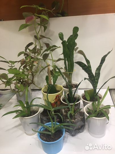 Алое Сансиверия хлорофитум Колеус