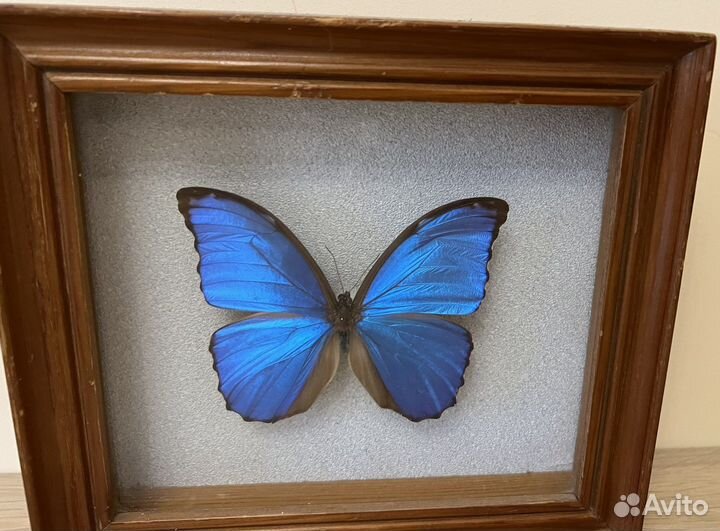 Бабочка Морфо Менелаус