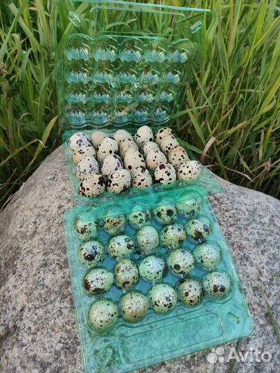 Яйца перепелиные