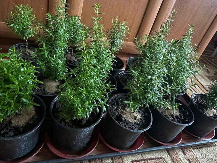 Миртовое дерево