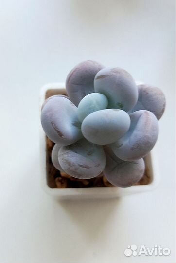 Суккуленты ч.1