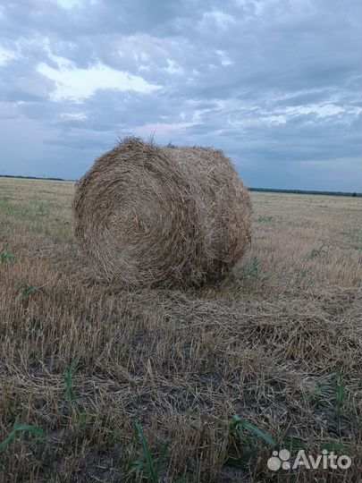 Солома ячменная в рулонах