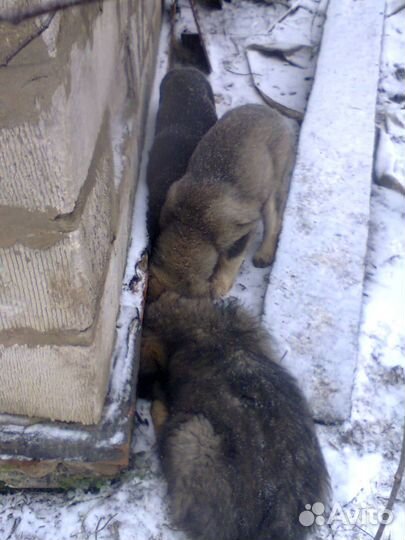 Отдам щенков маламута