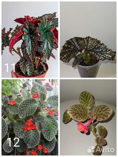 Комнатные растения, много разных (3)