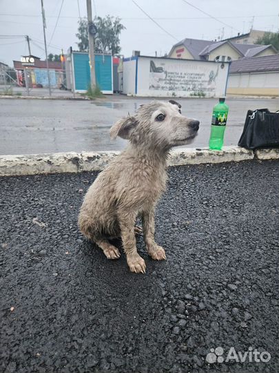 Умка. Щенок в добрые руки
