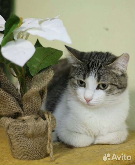 Незнакомка