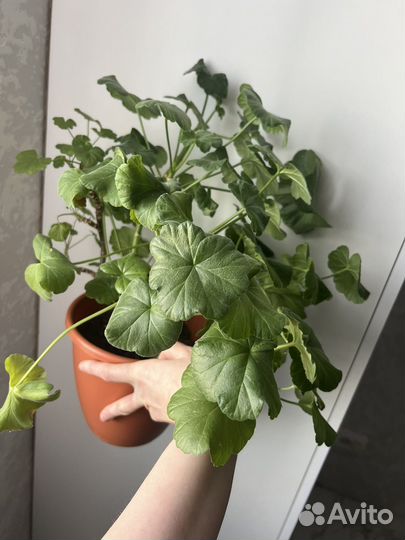 Герань пеларгония