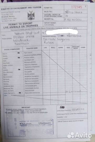 Натуральная шкура зебры