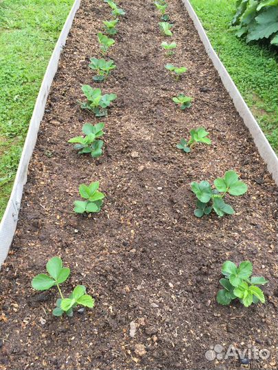 Рассада клубники