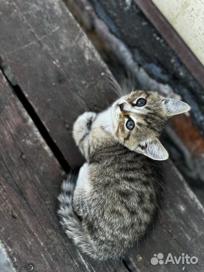 Котята в добрые руки мальчики