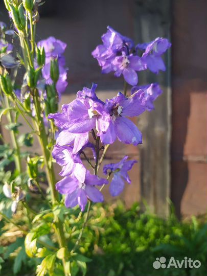 Дельфиниум голубой и фиолетовый