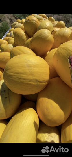 Даня канарская