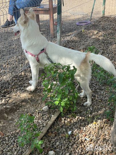 Щенок в добрые руки бесплатно