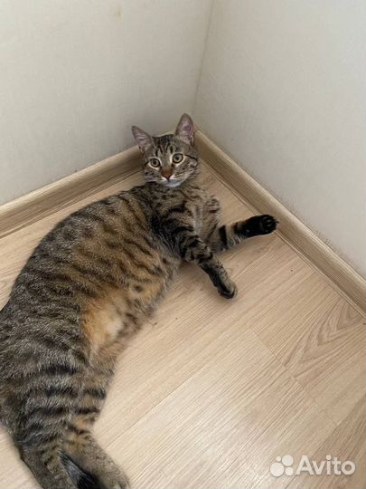 Котик в добрые руки