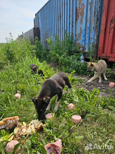 Собака и 3 щенка