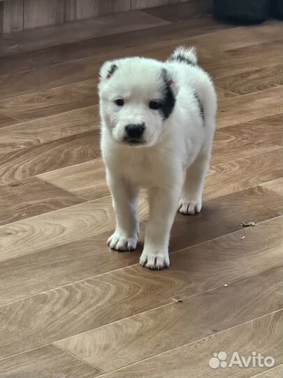 Щенки среднеазиатской овчарки