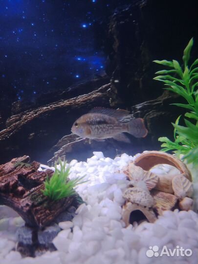 Акара бирюзовая