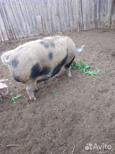 Продам хряка