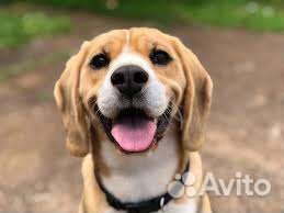 Дрессировка собак