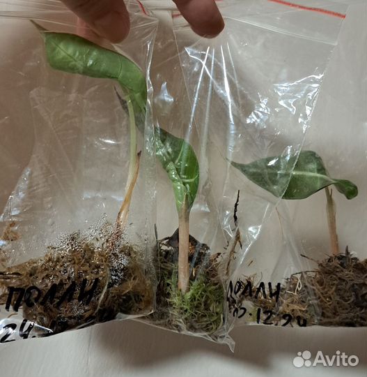 Алоказия полли