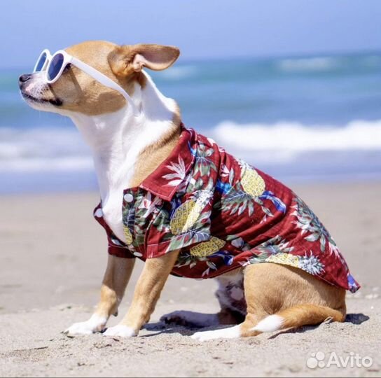 Рубашка для собаки