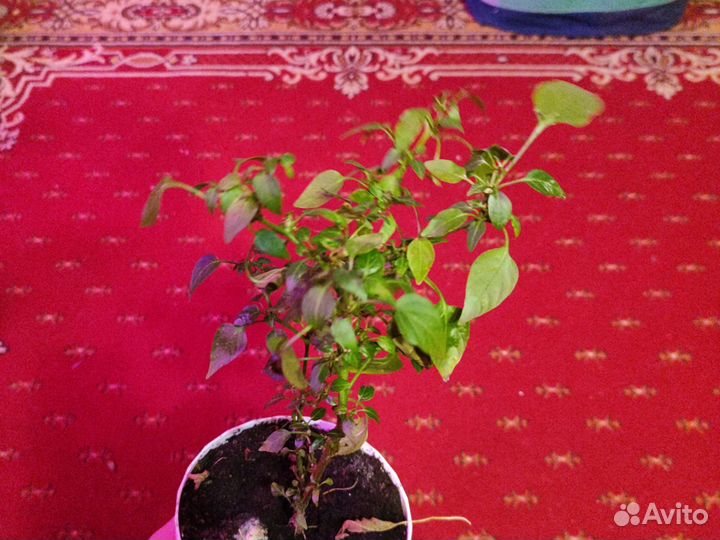 Обмен на растение