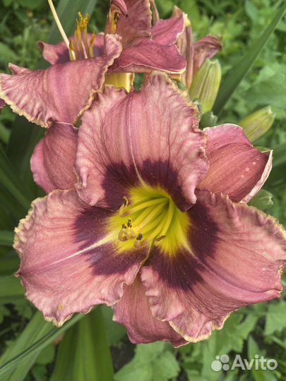 Лилейники сортовые