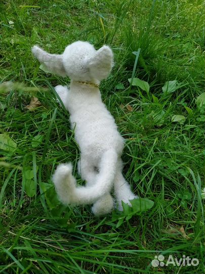 Котенок сфинкса браш