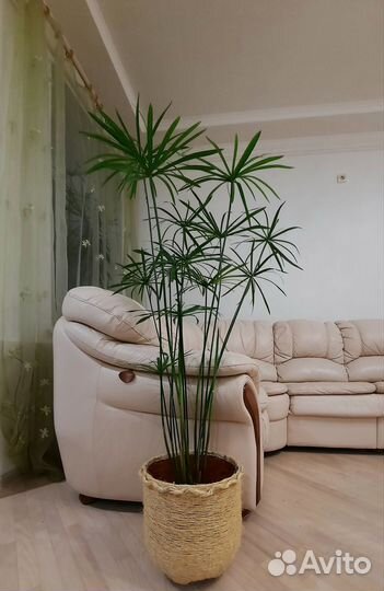 Циперус Гигантский