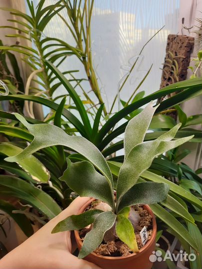 Папортник платицериум