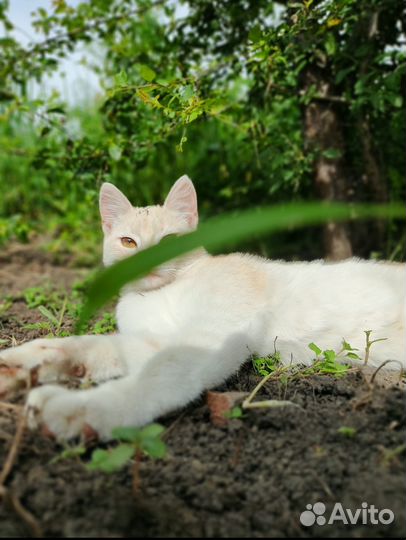 Отдам кошку в добрые руки