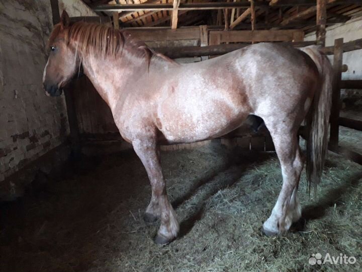 Жеребчики и жеребец