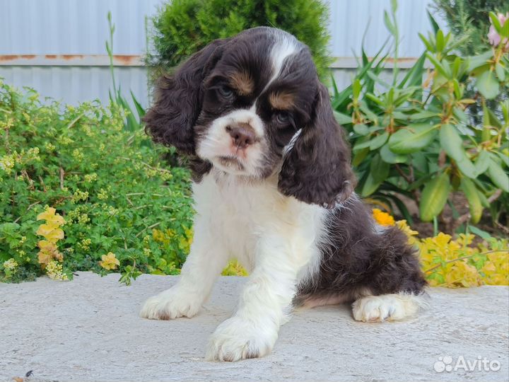 Бело-шоколадный мальчик