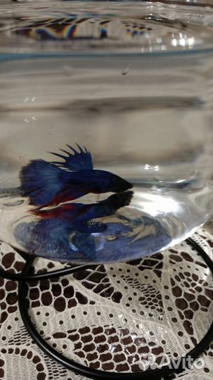 Рыба петушок