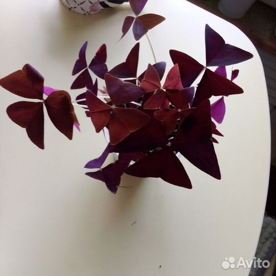 Комнатные цветы