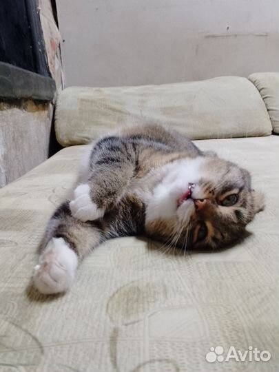 Кошки в добрые руки