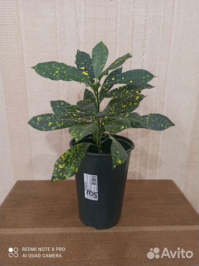 Кротон пестролистный