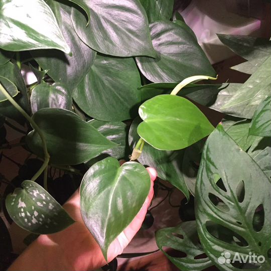 Эпипремнумы, сциндапсусы, филодендроны, монстеры