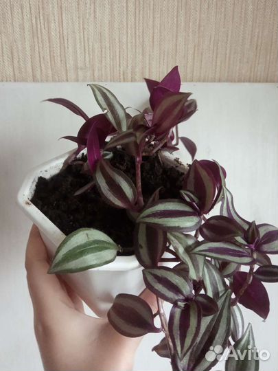 Традесканция