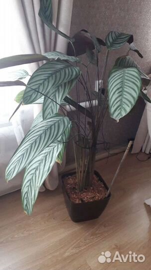 Ктенанта оппенгейма