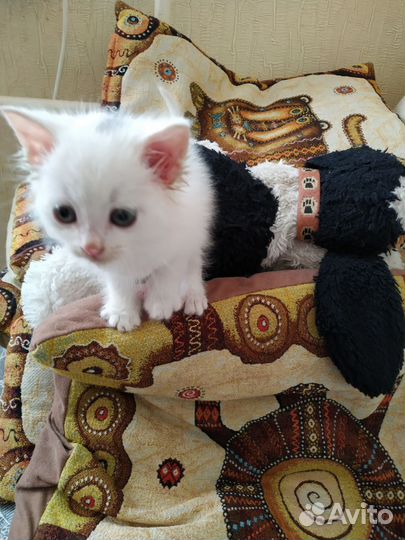 Котëнок в дар