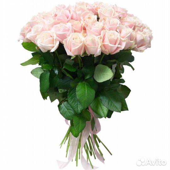 51 роза розовая